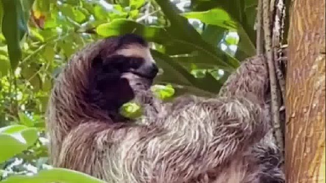 树懒宝宝跑丢了，妈妈急得到处找