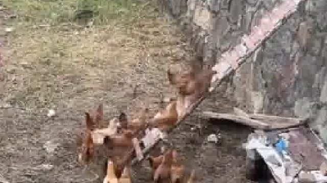 农村土鸡如此“训练有素”，大爷拿出一把梯子，鸡群排队上楼