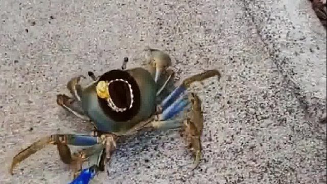 小姐姐养了一只螃蟹当宠物，走路大摇大摆还会大方打招呼