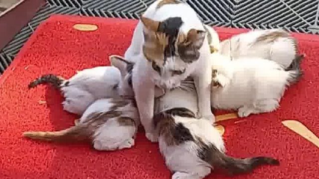 女子喂养了很久的流浪猫找上门，还带来了新的生命，网友：拖家带口来找它的庇护神