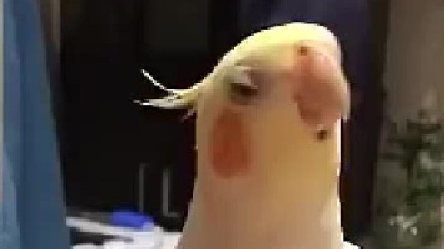 “如果感到快乐你就啾一下” “啾啾”