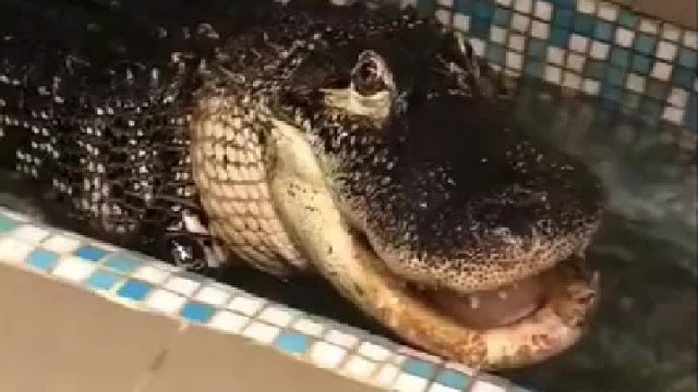 到底是河马劈了腿，还是鳄鱼出了轨