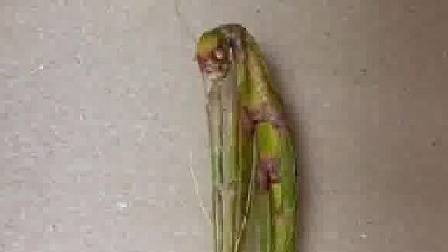 延时摄影记录生命震撼一幕 “脱胎换骨 涅槃重生”