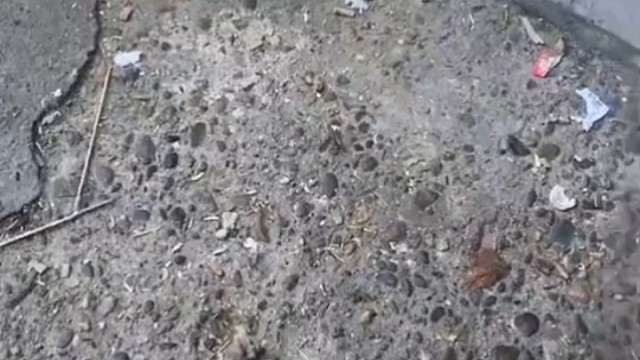 狗：不是哥们你2臂吧