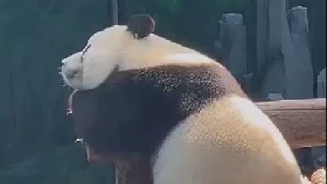 十分想知道，在动物园里装大熊猫一天给多少钱