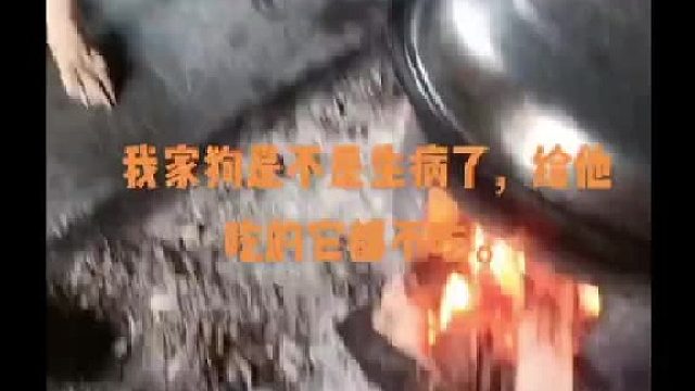 我家狗子怎么了