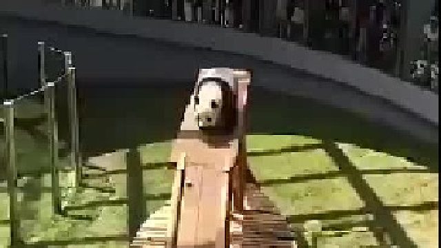 熊猫：今天表演个圆滚滚  怎么样 票没白买吧