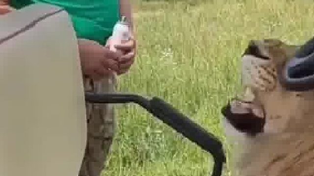 给点面子行不行？好歹我也是狮子！啊啊