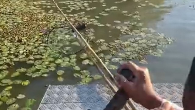 这是和鸬鹚抢鱼