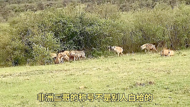 猎狗主任看到雄狮不在就来欺负母狮