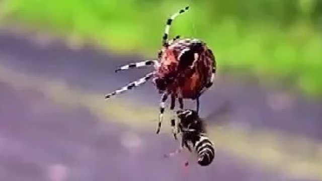 蜘蛛抓住了一只黄蜂