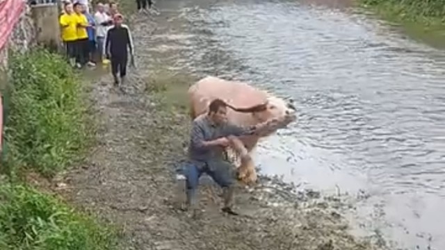 水上斗牛挺厉害的