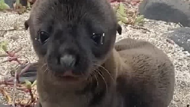 村民救助一只落单的小海狮，放生这一天它怎样都不愿离开