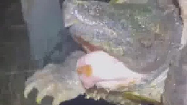 一只奇怪畸形的鳄龟