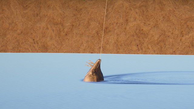 打喜爱福上大鰉 俄钓第一条星鰉