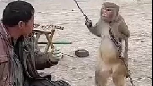 表演节目的猴子急眼了，不听从口令反抗了！