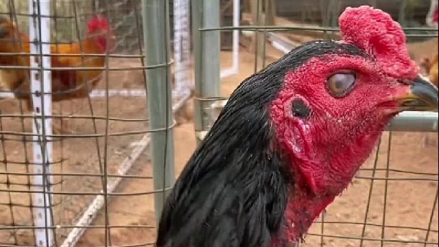 斗鸡入侵土鸡群，只能用残暴形容