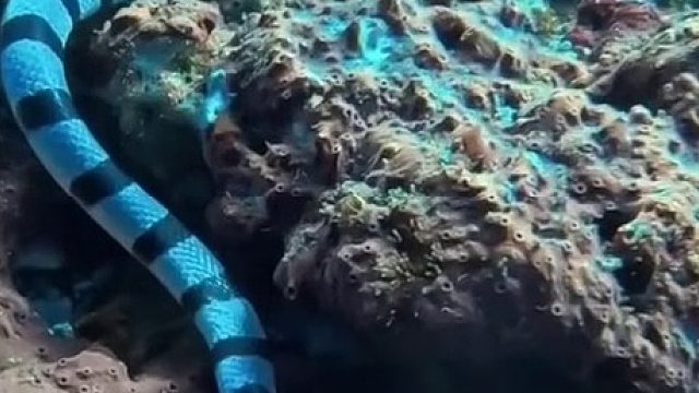 感觉海底一定有类似人类生物