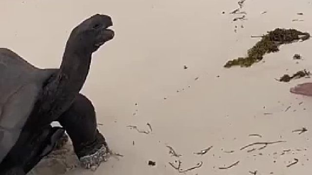 龟是地球上最长寿的物种