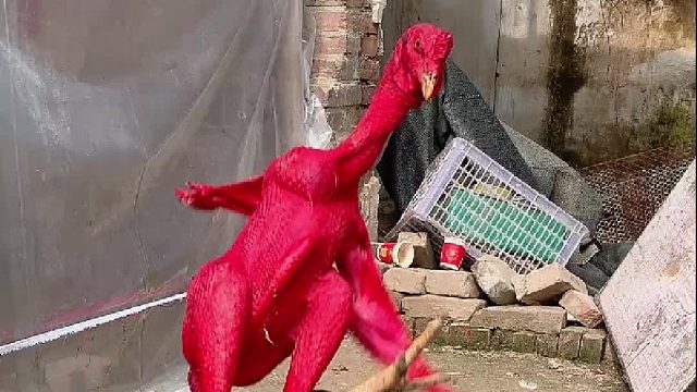 红鸡没装备，防御力太差