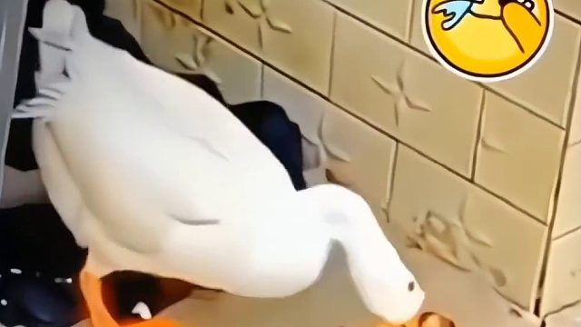 可怜的狗狗一辈子留下的心里阴影该怎么抚平