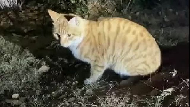 女生想用手机拍流浪猫，被猫咪提醒钱掉了 。