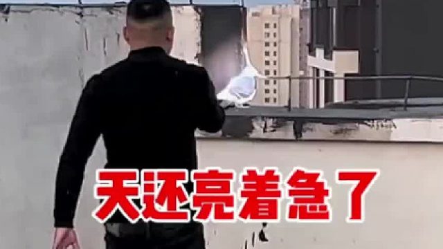 赛鸽养鸽人的日常