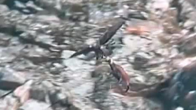 老鹰捕猎成年山羊