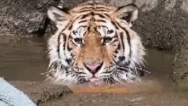 在水里吐泡泡的虎虎