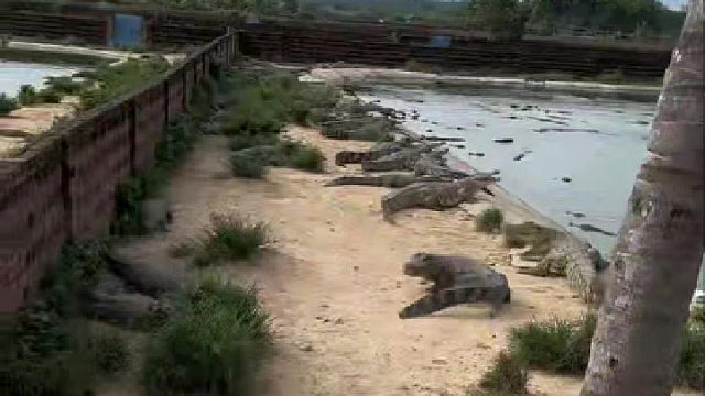 什么动物是鳄鱼的克星