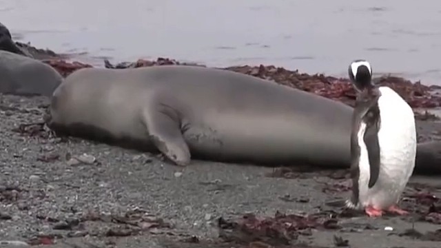 南极利文斯顿岛上，一只海豹宝宝，爬上海滩伸懒腰。