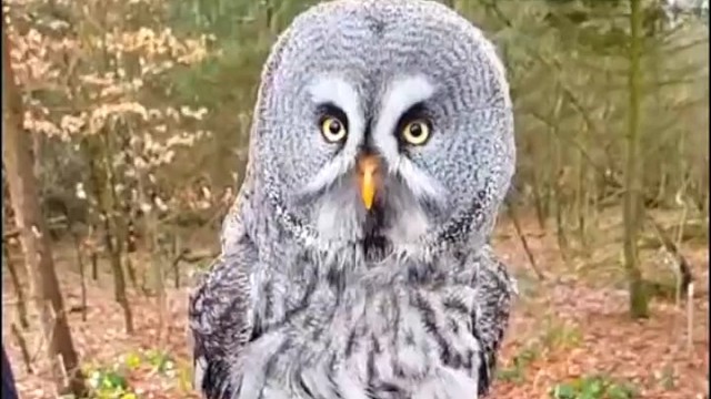 猫头鹰：每个人的身上都有毛毛，让我们一起摇头晃脑。