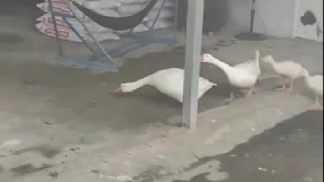 大鹅怨气有点重