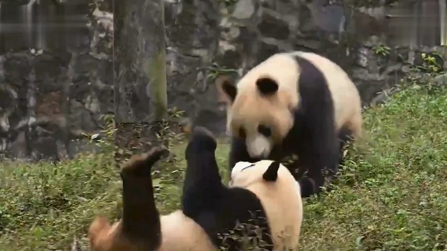 滚滚团子们的争夺战