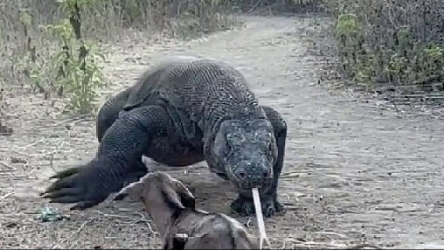 科莫巨蜥吃小羊羔