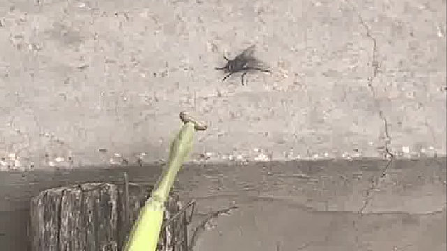 终于知道螳螂拳的厉害了