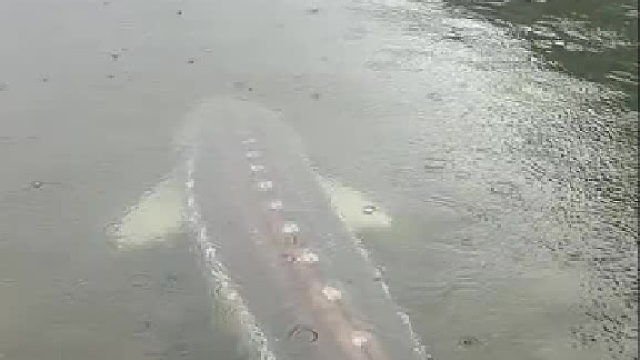 看背影，这是条什么鱼…