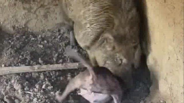 50斤对500斤的后果