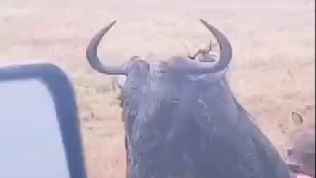 鬣狗真的残忍啊