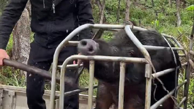 野猪的战斗力不是盖的