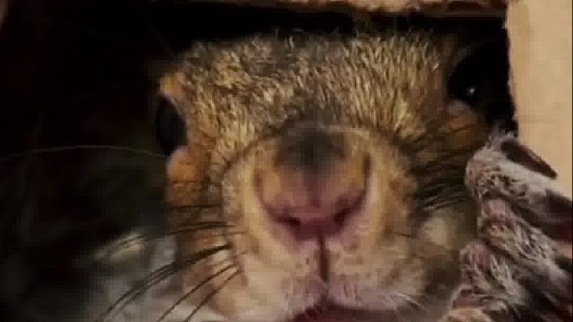 上门做邻居的小松鼠被小姐姐关怀，在临时小窝久居不愿离去原来是另有目的