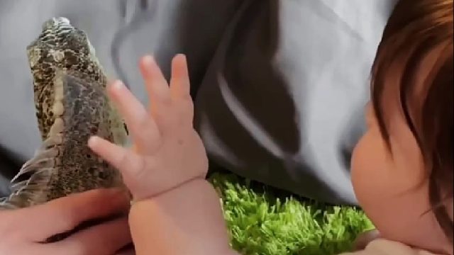 国外小哥收养了一只落单的小蜥蜴，没想到因此给妹妹带来了童年最好的玩伴