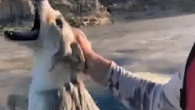 狼：你把我当小猫了吗？