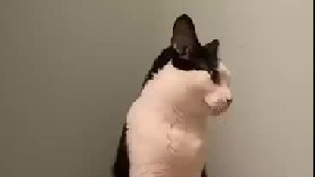 铲屎的，朕饿了！！赶紧拿吃的来！！