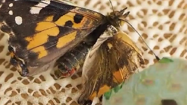 神奇的蝴蝶修复术，鹅妹子嘤！！！