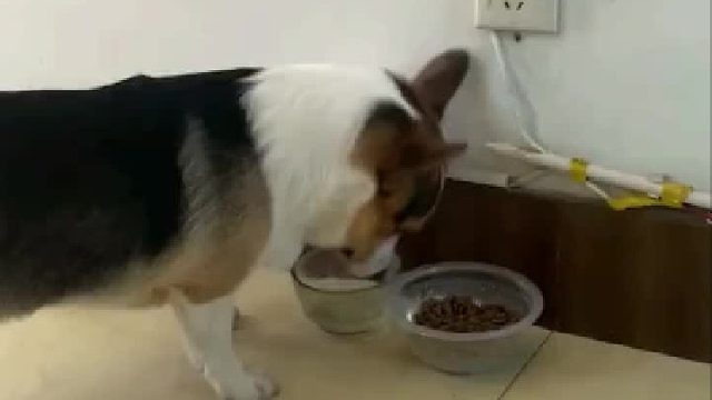 天太热，狗粮咽不下去