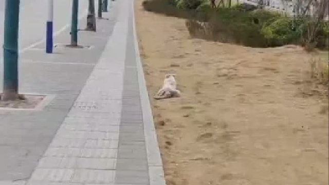 一只腿被压断的狗狗......