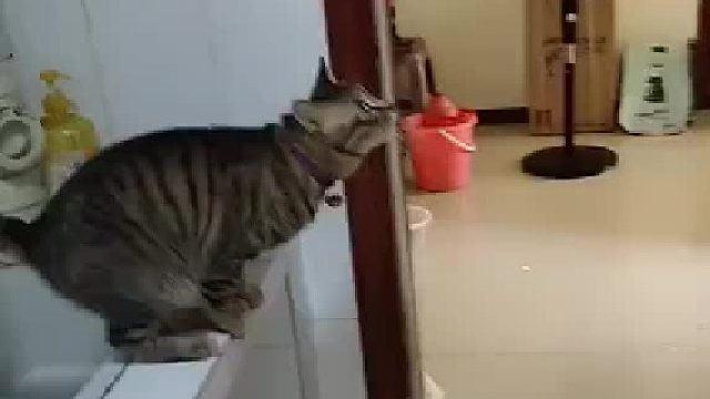 应该是古墓派的猫，不一样的睡觉方式…