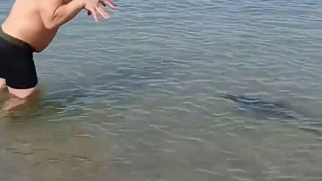 这条鱼可能就是单纯的想和你玩