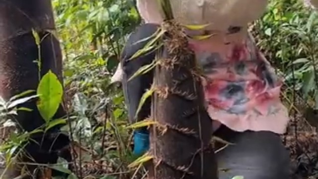 来自大自然的馈赠